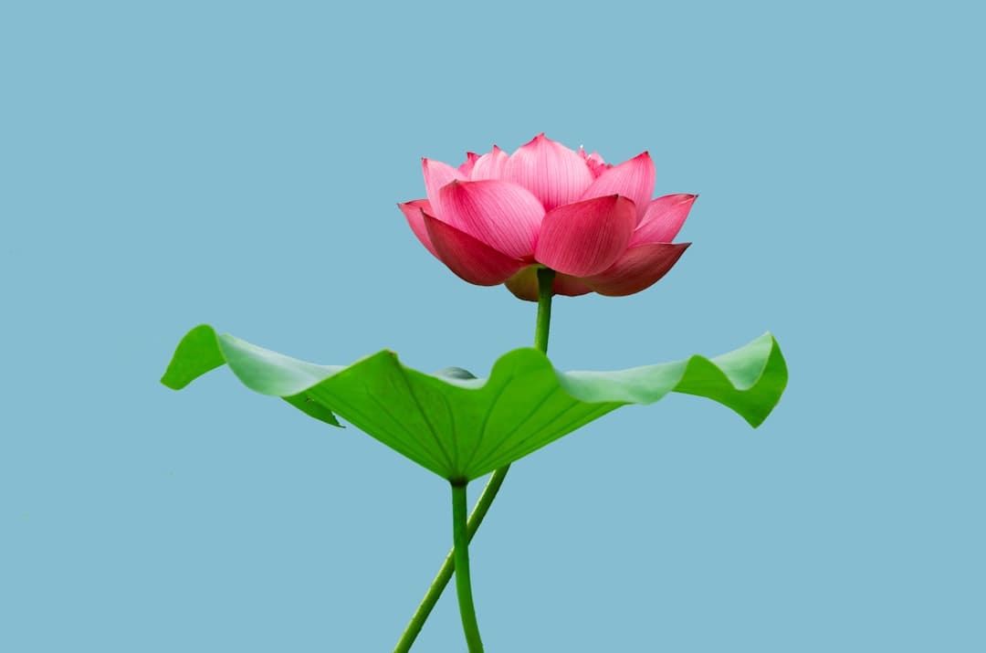 王灿回应被说是宋慧乔替身：我仅仅我自己罢了